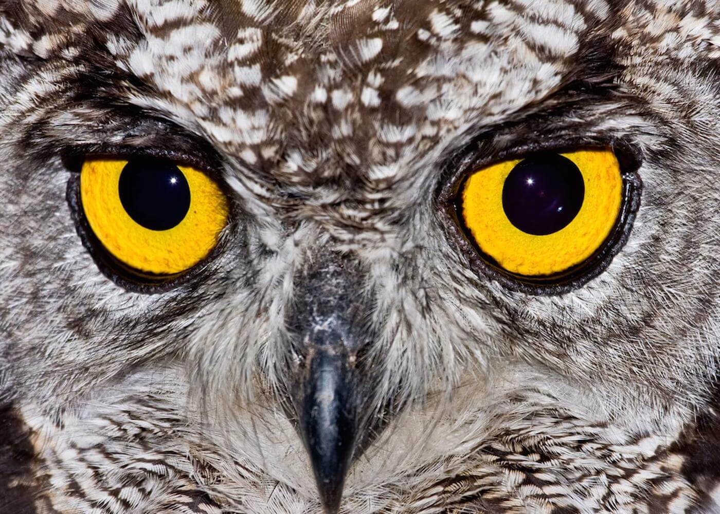 Burung hantu dikenal karena mata mereka yang menakjubkan. Mata berbentuk tabung seperti teleskop penuh sel fotoreseptor ini membuat mereka mampu berburu dalam cahaya remang bahkan malam hari
