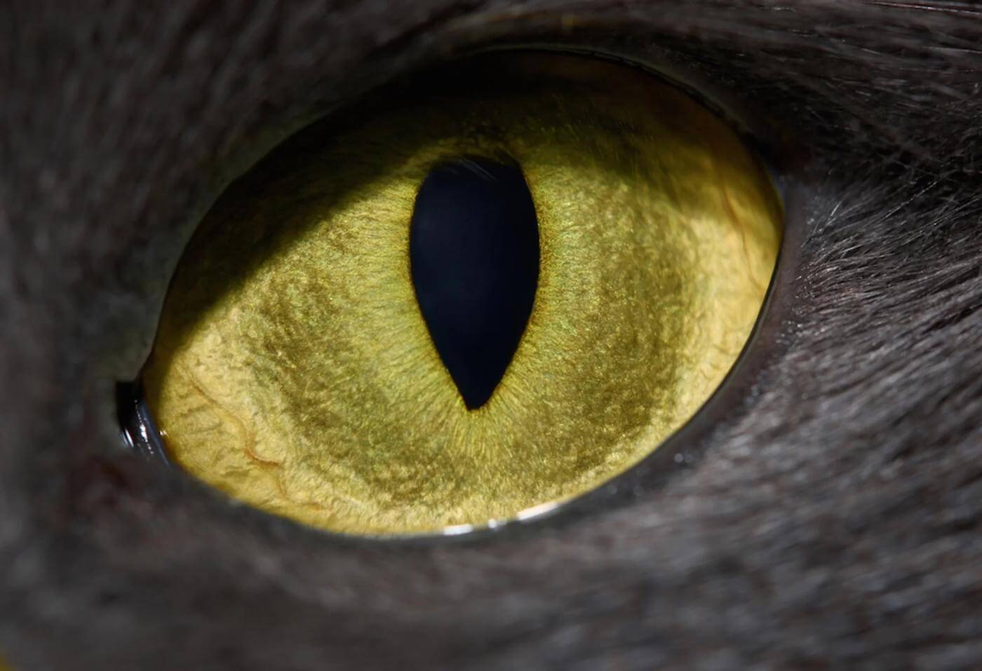 Kucing memiliki pupil berbentuk celah vertikal untuk memperkirakan jarak antara mereka dengan mangsanya