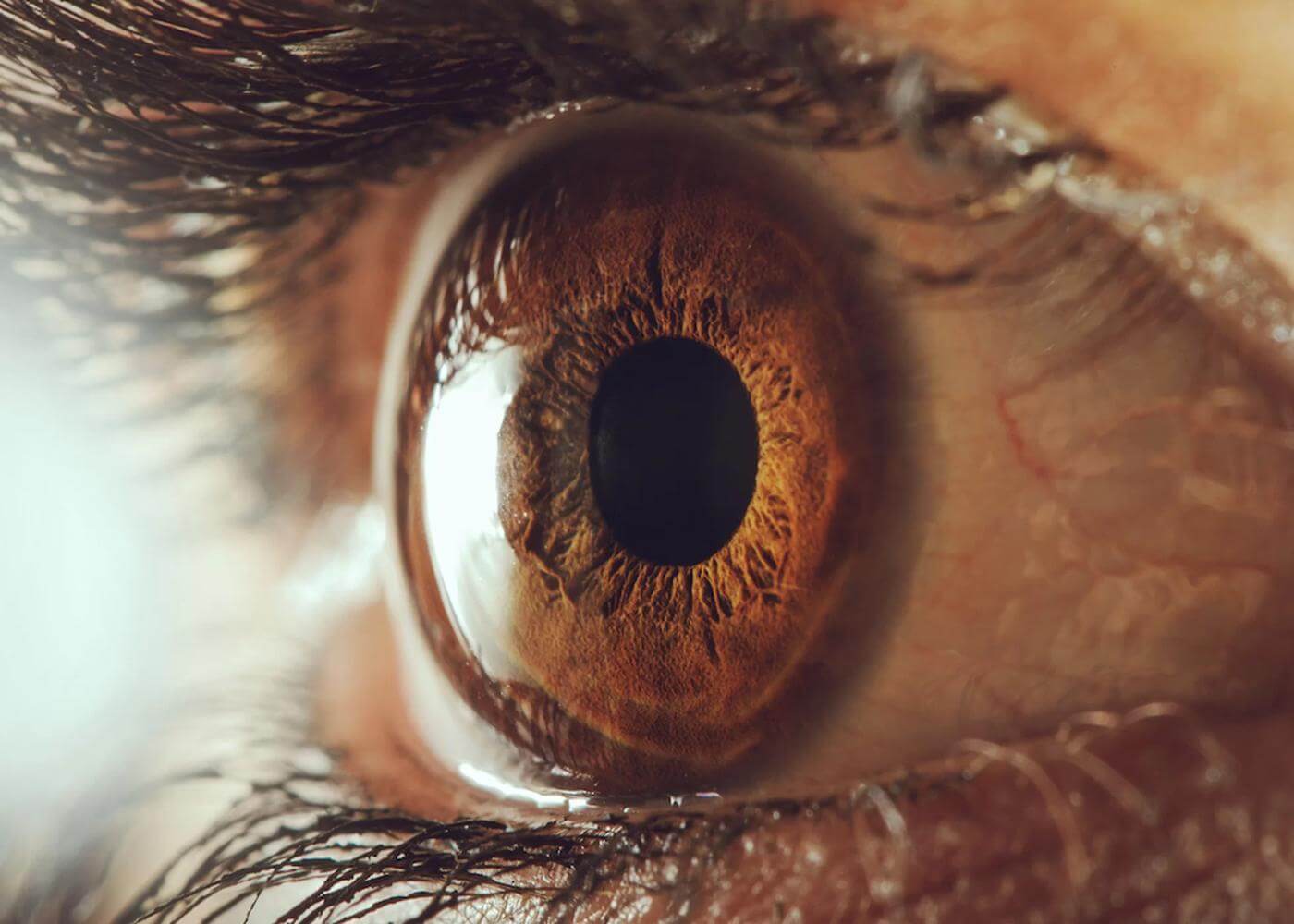 Mata manusia menyerupai kamera kuno. Kornea mata dan lensa memfokuskan cahaya ke retina, jaringan dengan protein peka cahaya yang dapat memproses warna hitam, putih dan warna lain yang berbeda