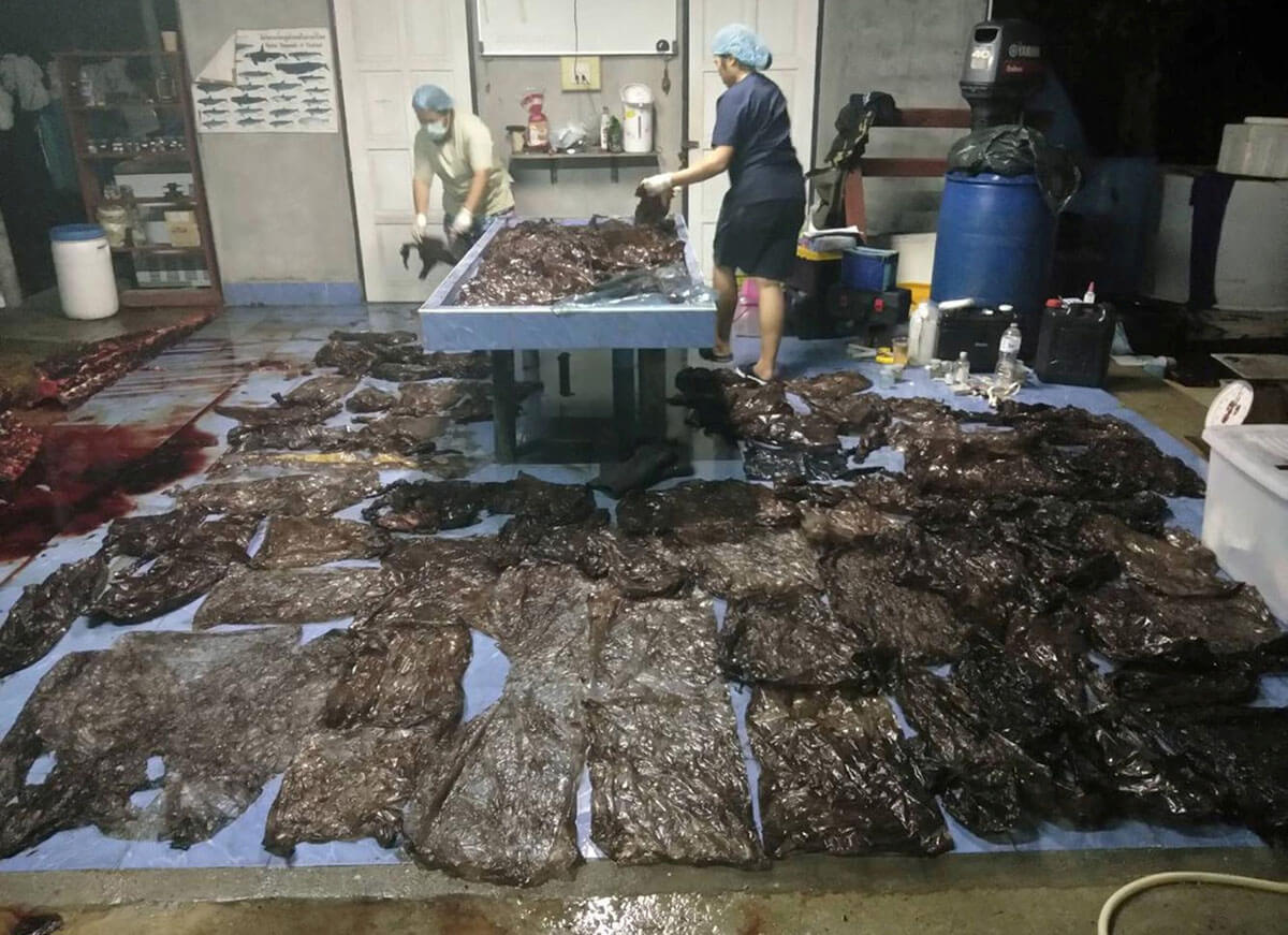 Ada 80-an kantong plastik dikeluarkan dari perut seekor paus oleh Departemen Kelautan dan Sumber Daya Pesisir Thailand di Songkhla, Thailand